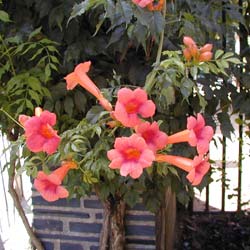 Bignone rouge / Campsis radicans Atropurpurea